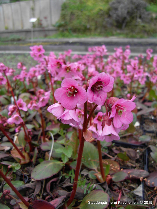 Bergenia 'Rosi Klose'
