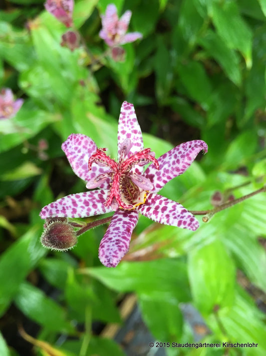 Tricyrtis 'Shimone'
