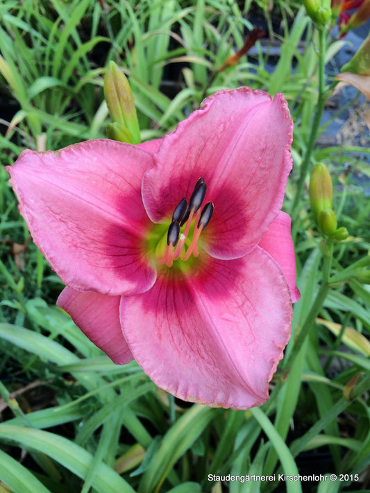 Hemerocallis 'Rose of Avalanche'