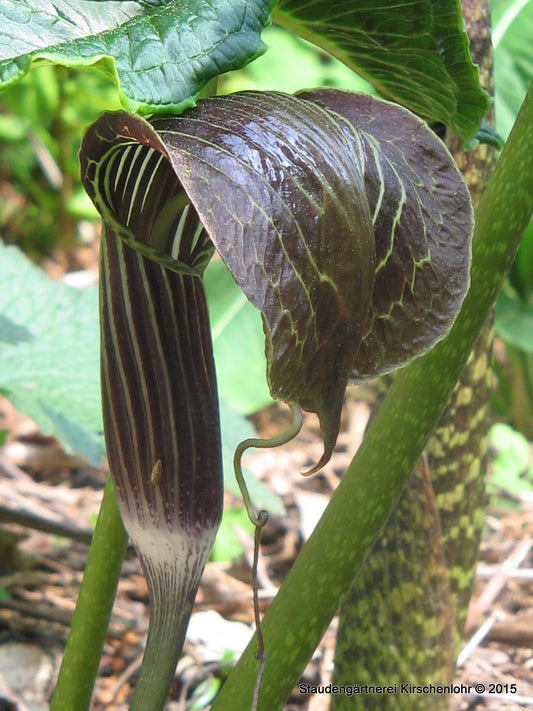 Arisaema griffithii