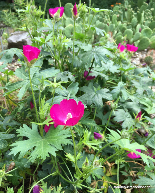 Callirhoe involucrata