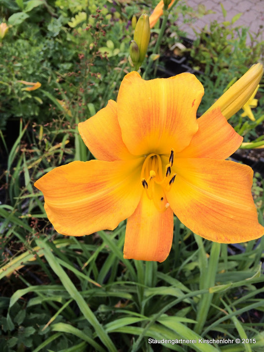 Hemerocallis 'Berlin Tallboy'