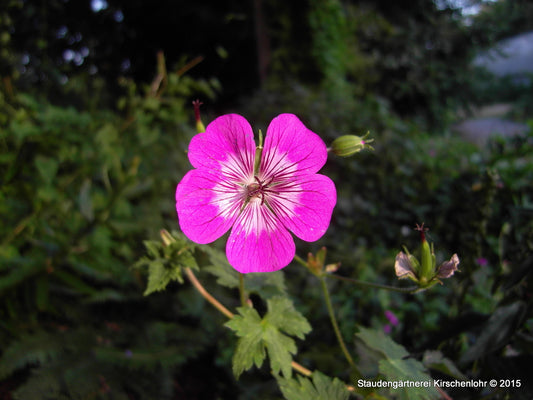 Geranium 'Rosetta' ®