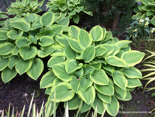 Hosta 'Golden Tiara'