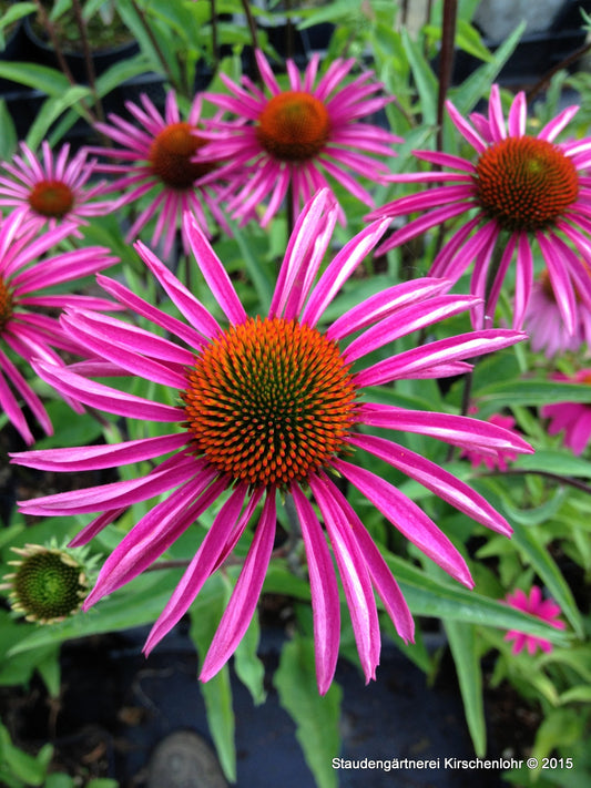 Echinacea 'Pica Bella'