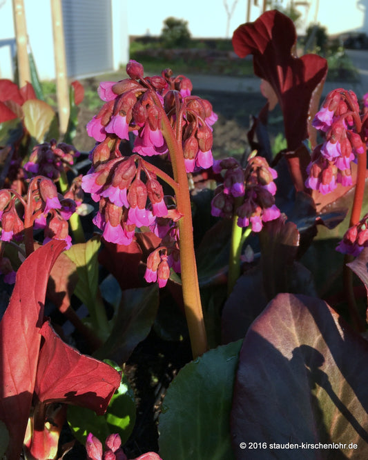 Bergenia 'Claire Maxine'