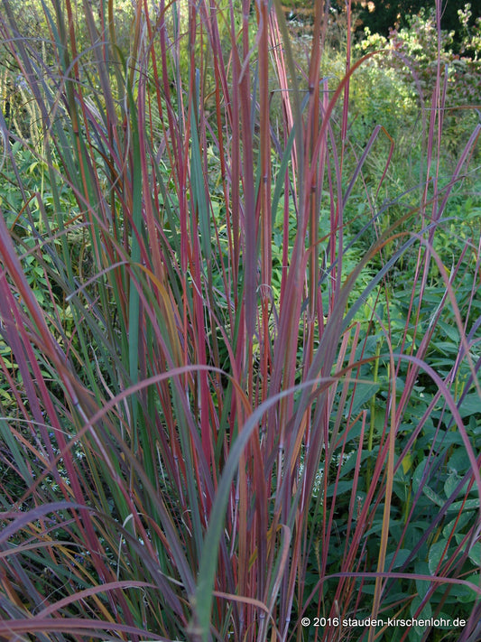 Andropogon gerardi 'Weinheim Burgundy'