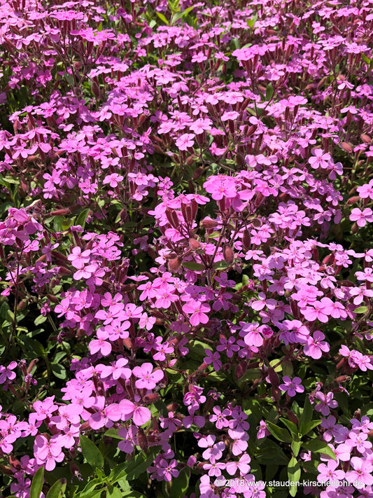 Saponaria ocymoides