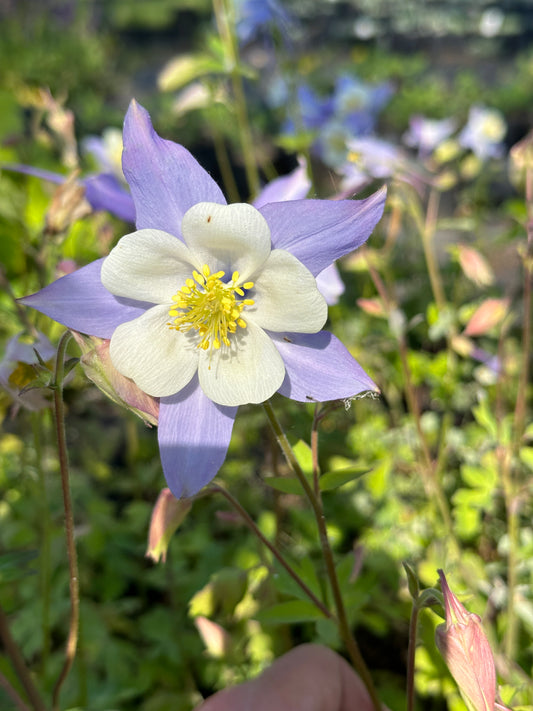 Aquilegia caerulea 'Blue Star'