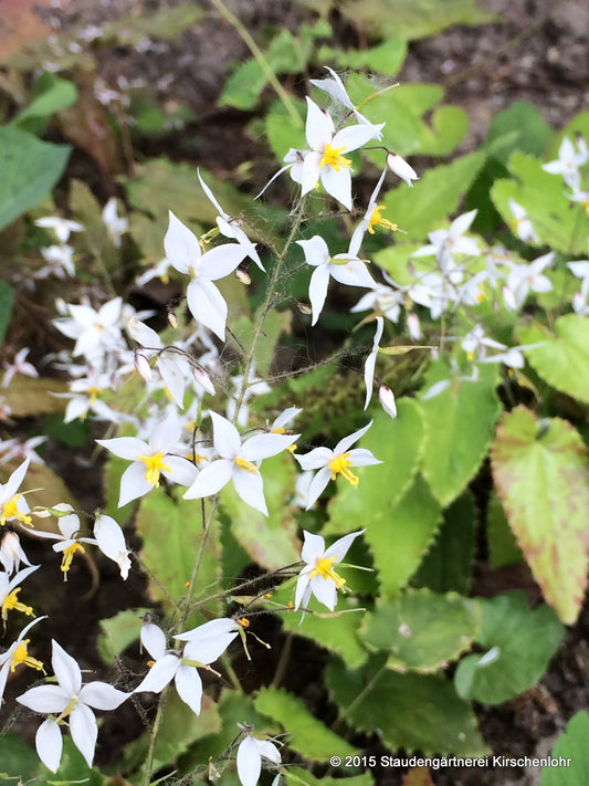 Epimedium stellulatum long leafed form CC 970051