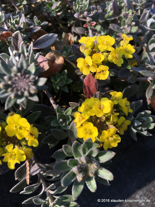 Alyssum wulfenianum