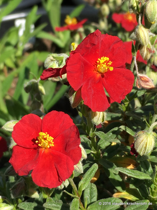 Helianthemum 'Red Dragon'