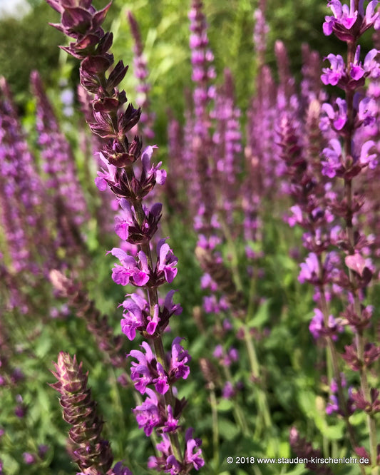 Salvia nemorosa 'Amethyst'