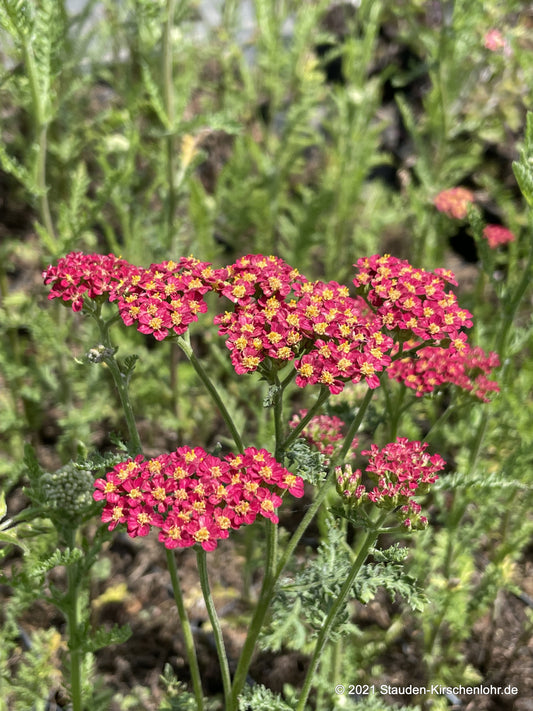 Achillea 'Renata'