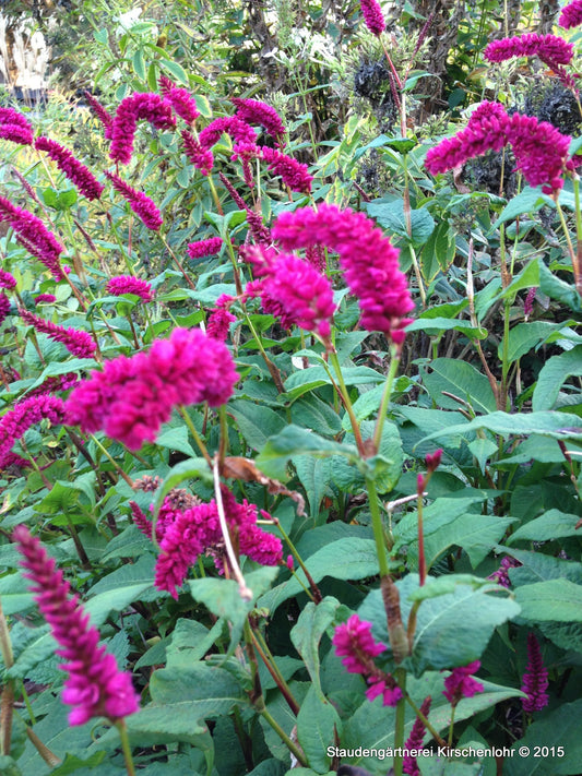 Bistorta amplexicaulis var. pendula