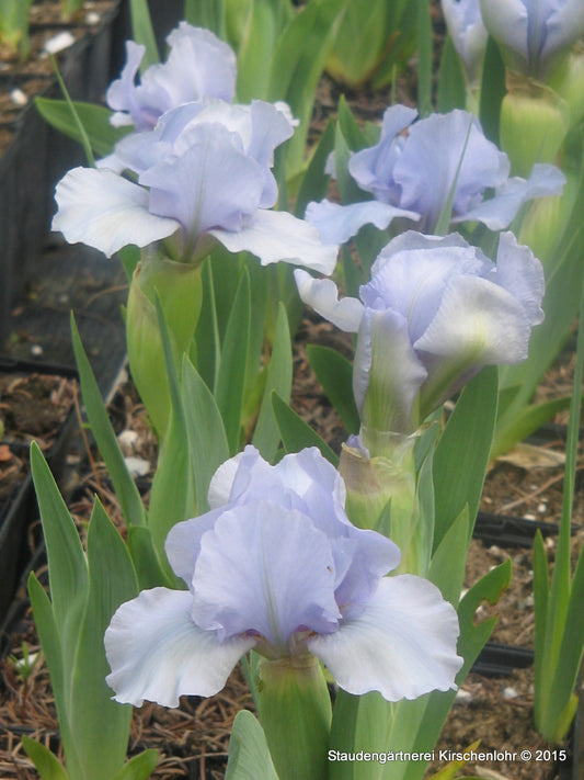 Iris barbata-nana 'Oberschwaben'