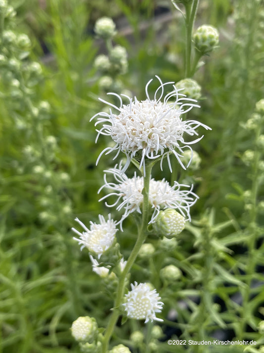 Liatris scariosa var. alba