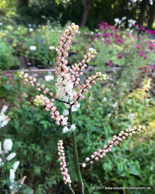 Actaea japonica 'Cheju-do' (Cimicifuga)
