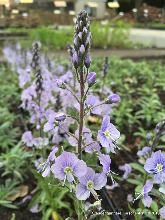 Veronica gentianoides 'Maihimmel'
