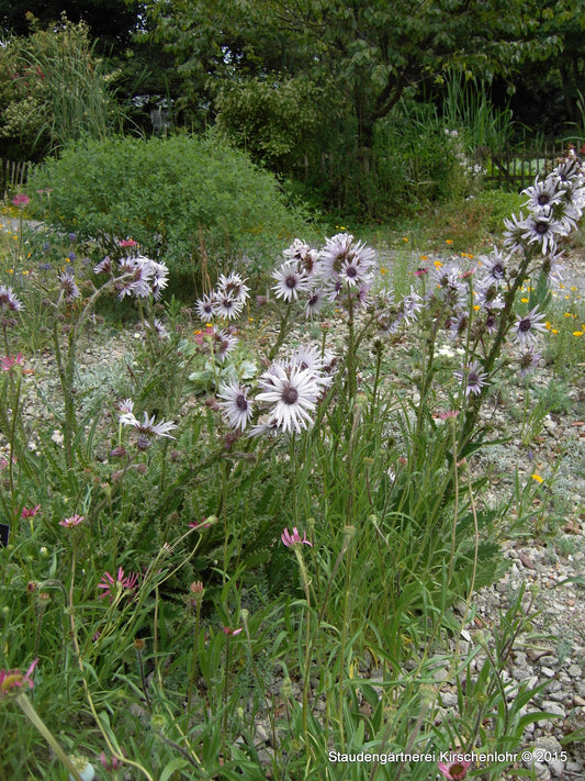 Berkheya purpurea