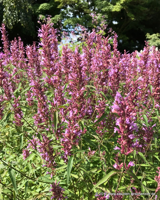 Agastache 'Linda'