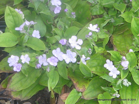 Omphalodes cappadocica 'Lilac Mist'