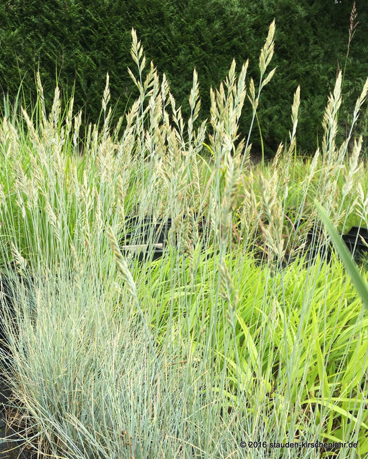 Festuca cinerea 'Silberreiher'