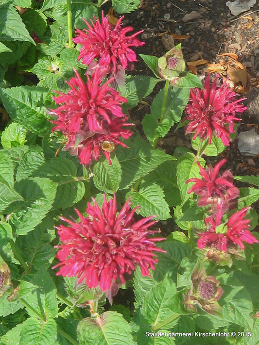 Monarda 'Fireball' ®