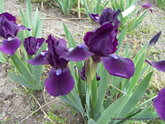 Iris barbata-nana 'Royal Fairy'