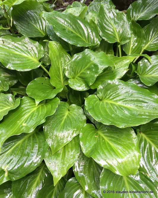 Hosta 'Invincible'