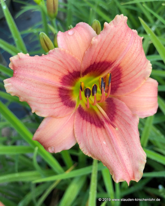 Hemerocallis 'Palatina Pink Panther'