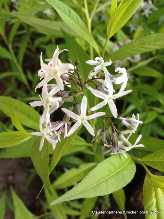Amsonia tabernaemontana var. salicifolius
