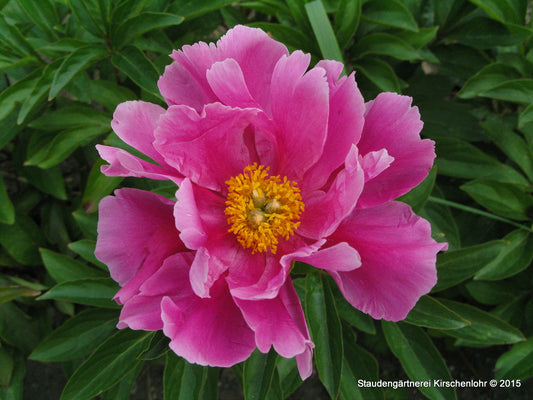 Paeonia 'Foxtrott'