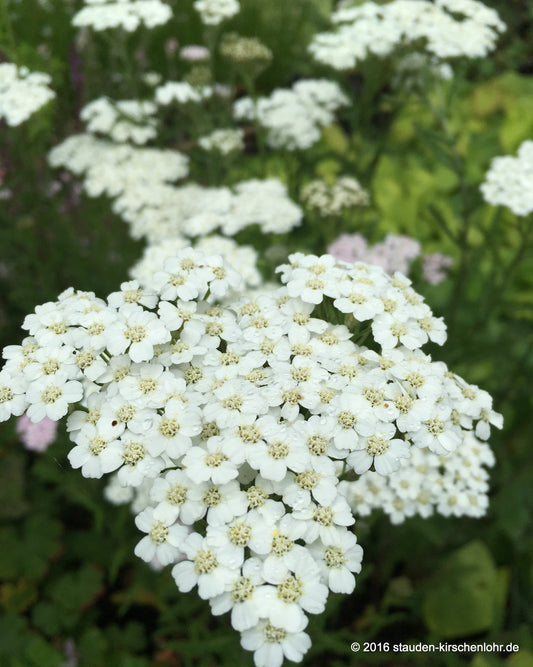 Achillea 'Schneetaler'
