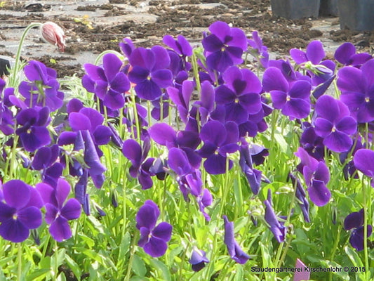 Viola cornuta 'Hansa'