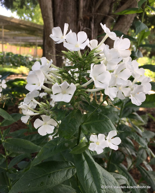 Phlox paniculata 'Waupee'