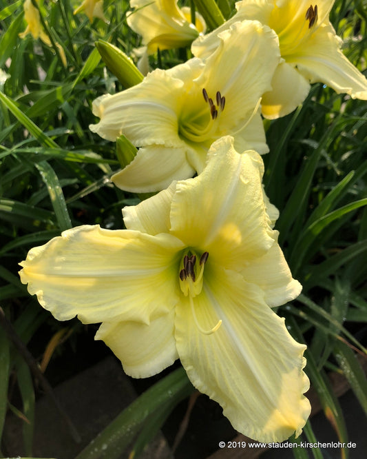 Hemerocallis 'Iron Gate Glacier'