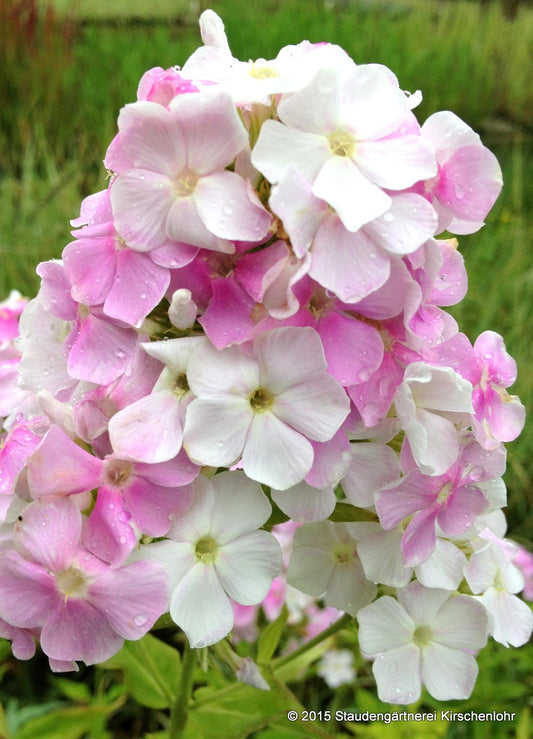 Phlox paniculata 'Cool Water' ®