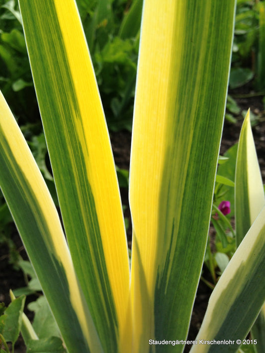 Iris pallida 'Aureovariegata'