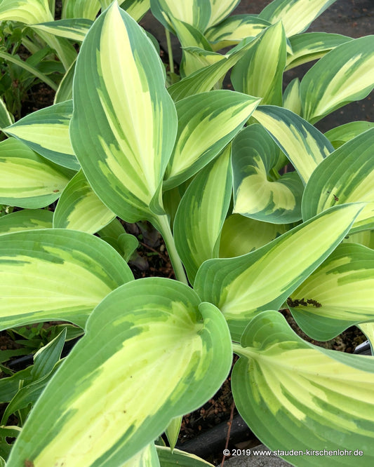 Hosta 'Moonstruck' ®