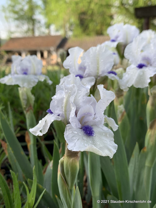 Iris barbata-nana 'Bluebeard's Ghost'