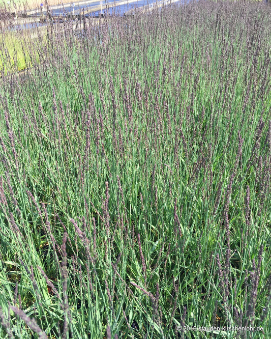 Molinia caerulea 'Moorhexe'