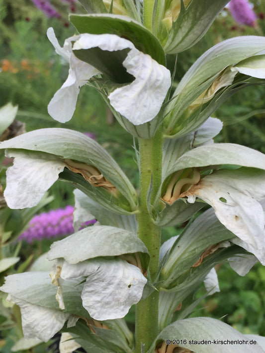 Acanthus mollis var. latifolius 'Rue Ledan'