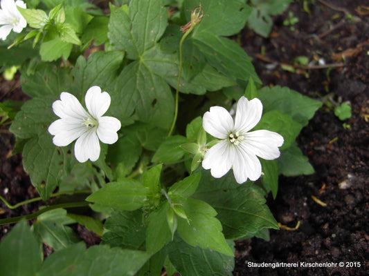 Geranium nodosum 'Silverwood'