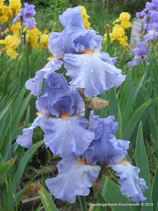 Iris barbata-elatior 'Princesse Carol. de Monaco'