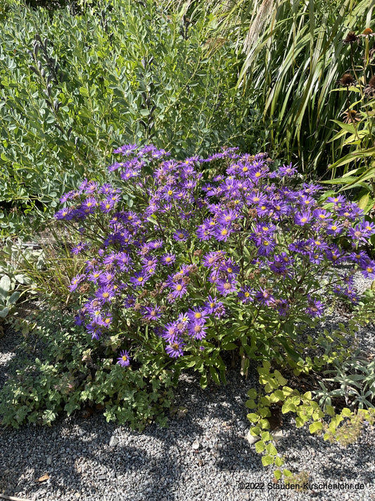 Aster amellus 'Veilchenkönigin'