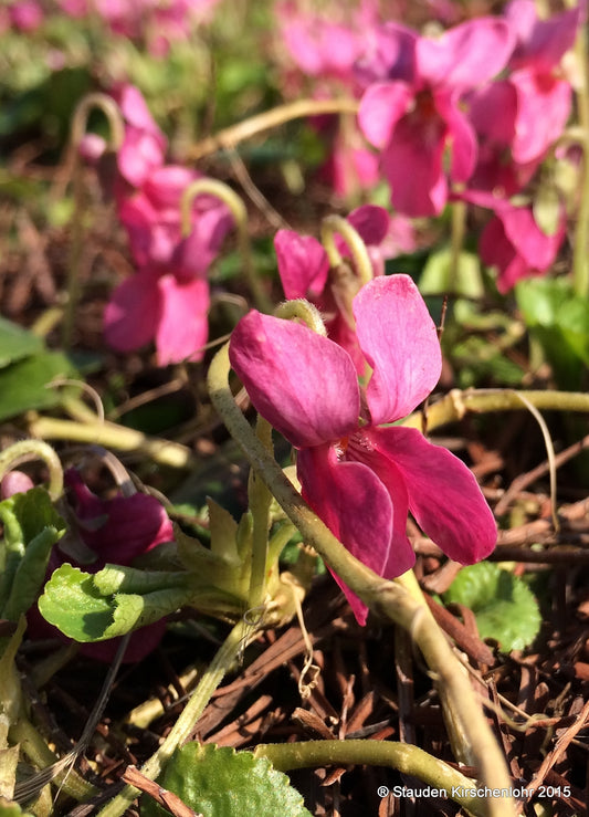 Viola odorata 'Coeur d´Alsace'