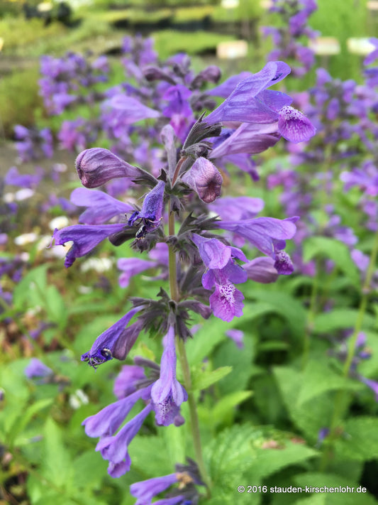 Nepeta 'Weinheim Big Blue'