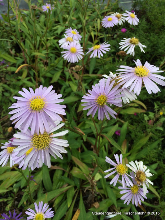 Eurybia spectabilis 'JS Macho Blue'