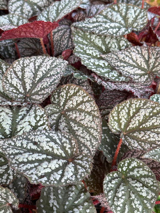 Begonia 'Sterling Moon' ®